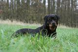 ROTTWEILER 474